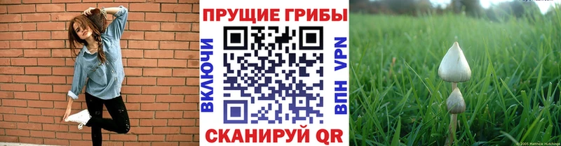 Галлюциногенные грибы Psilocybine cubensis  ссылка на мегу как зайти  Бородино  наркота 